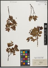 Foto von Salix waldsteiniana Willd.